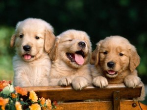 How Much Does a Golden Retriever Cost