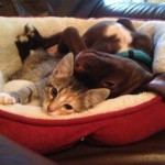 Cute Dog sharing his bed with kitty