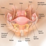 Hysterectomy Area