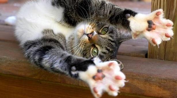 How Much Does It Cost To Declaw A Cat